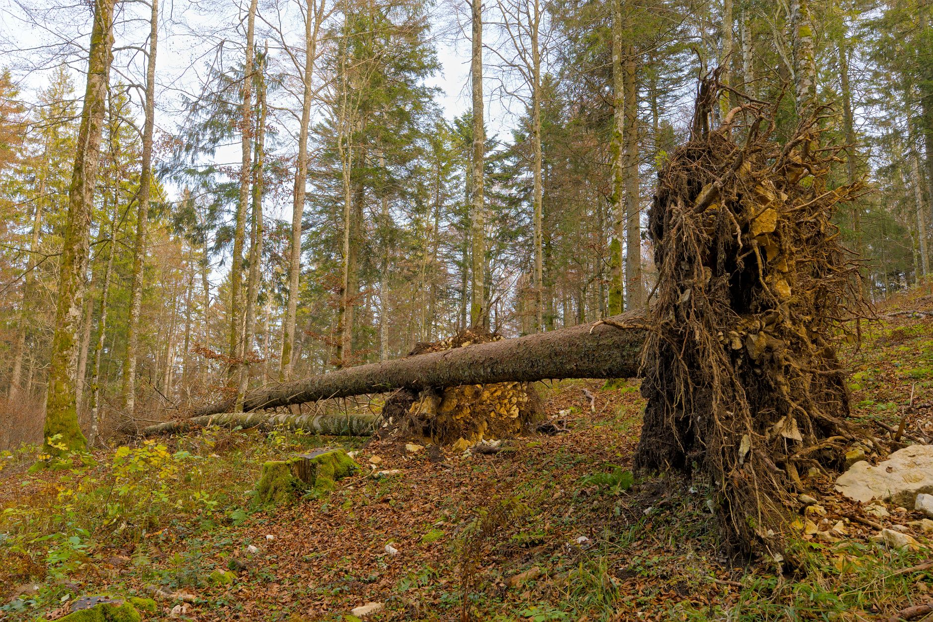 Enlèvement arbre urgence à Saint-Paul
